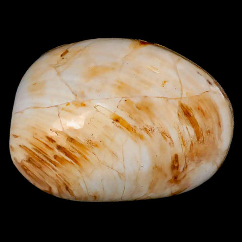 2.7" Clam Fossil Polished Jurassic Madagascar Bivalve Mollusk 150 Million Years Old - Fossil Age Minerals