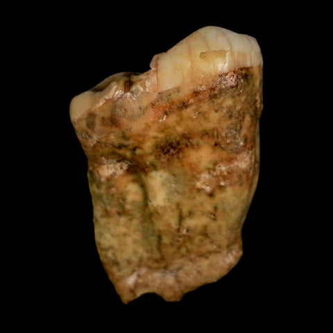 1.4" Extinct Cave Bear Ursus Spelaeus Pre-Molar Tooth Rooted Pleistocene Age COA