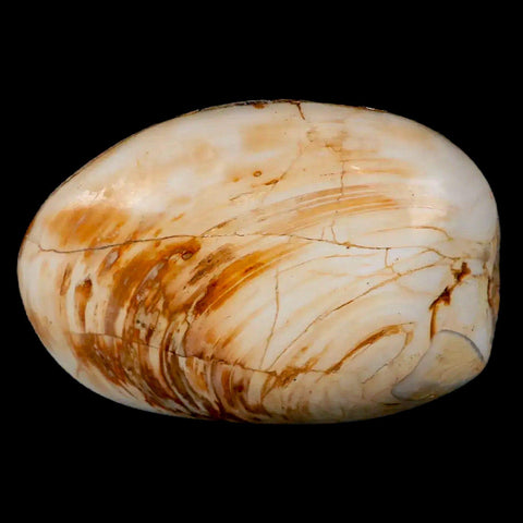 2.7" Clam Fossil Polished Jurassic Madagascar Bivalve Mollusk 150 Million Years Old - Fossil Age Minerals