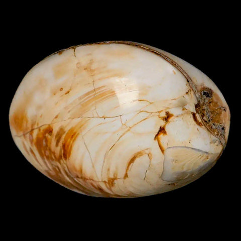 2.7" Clam Fossil Polished Jurassic Madagascar Bivalve Mollusk 150 Million Years Old - Fossil Age Minerals