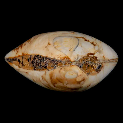 2.7" Clam Fossil Polished Jurassic Madagascar Bivalve Mollusk 150 Million Years Old - Fossil Age Minerals