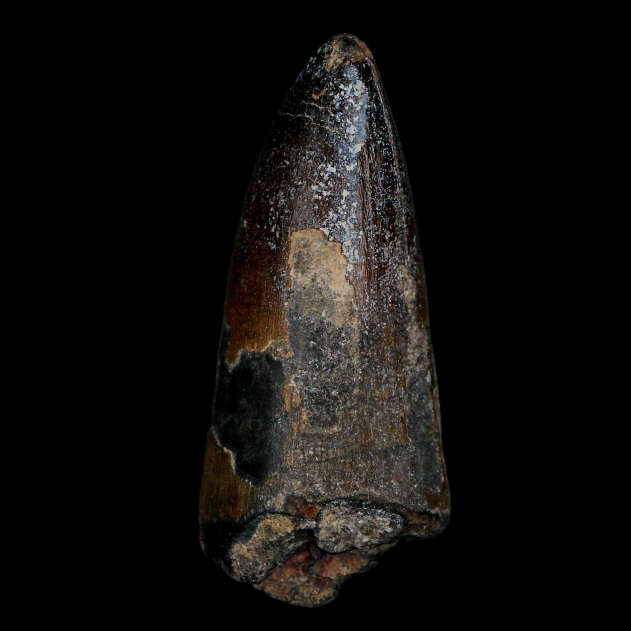 2.3" Sarcosuchus Imperator Crocodile Fossil Tooth Elrhaz FM Cretaceous Niger COA - Fossil Age Minerals