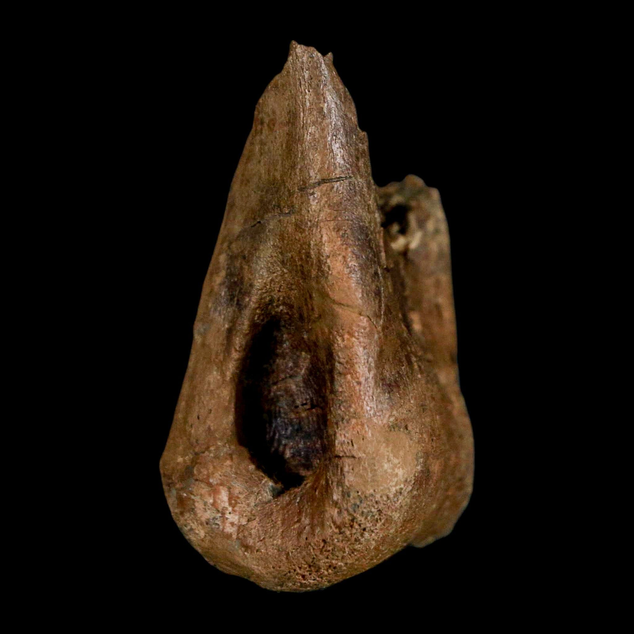 1.5" Tyrannosaur Fossil Toe Bone Cretaceous Dinosaur Judith River FM Montana COA - Fossil Age Minerals