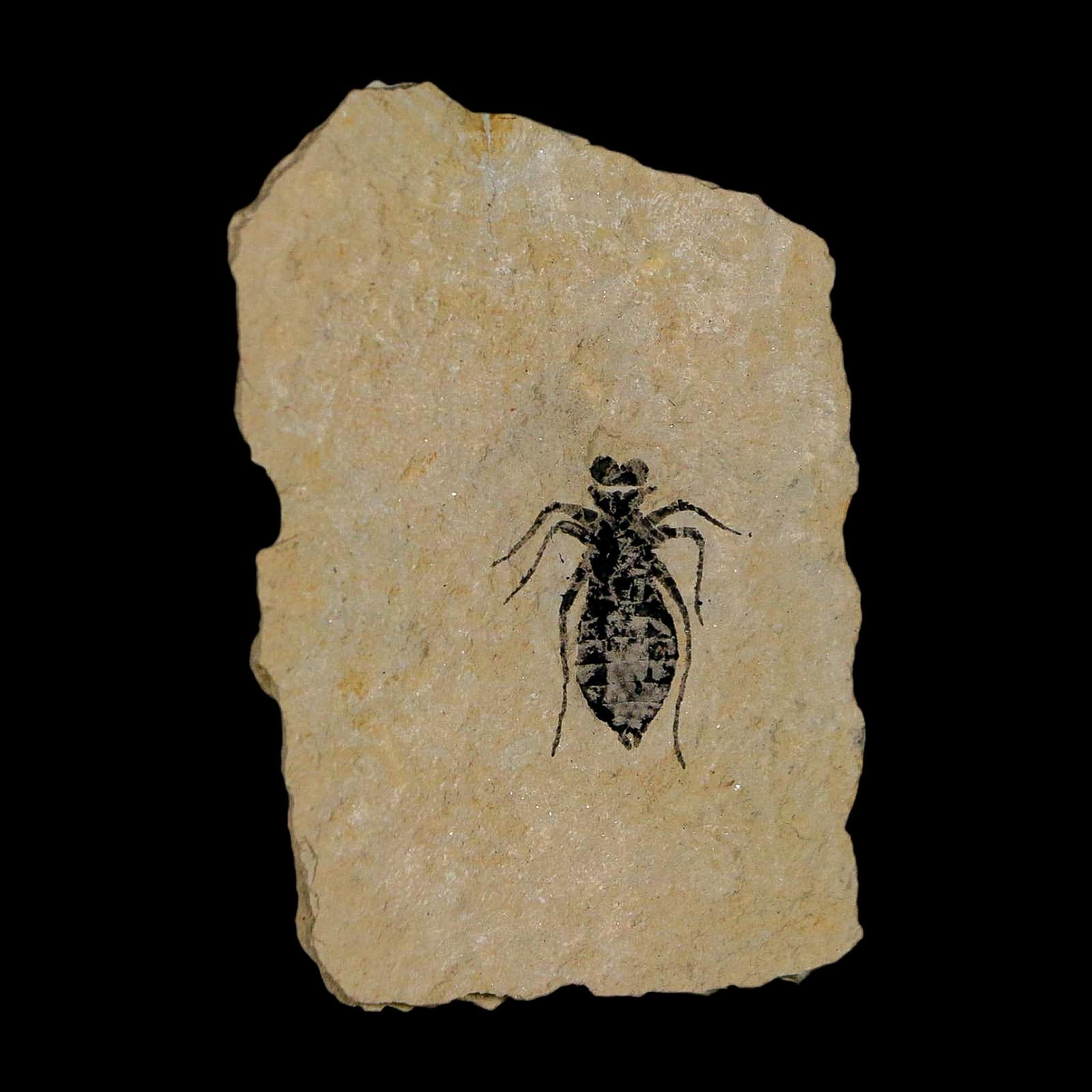 0.7" Dragonfly Larvae Fossil Libellula Doris Plate Upper Miocene Piedmont Italy Display - Fossil Age Minerals