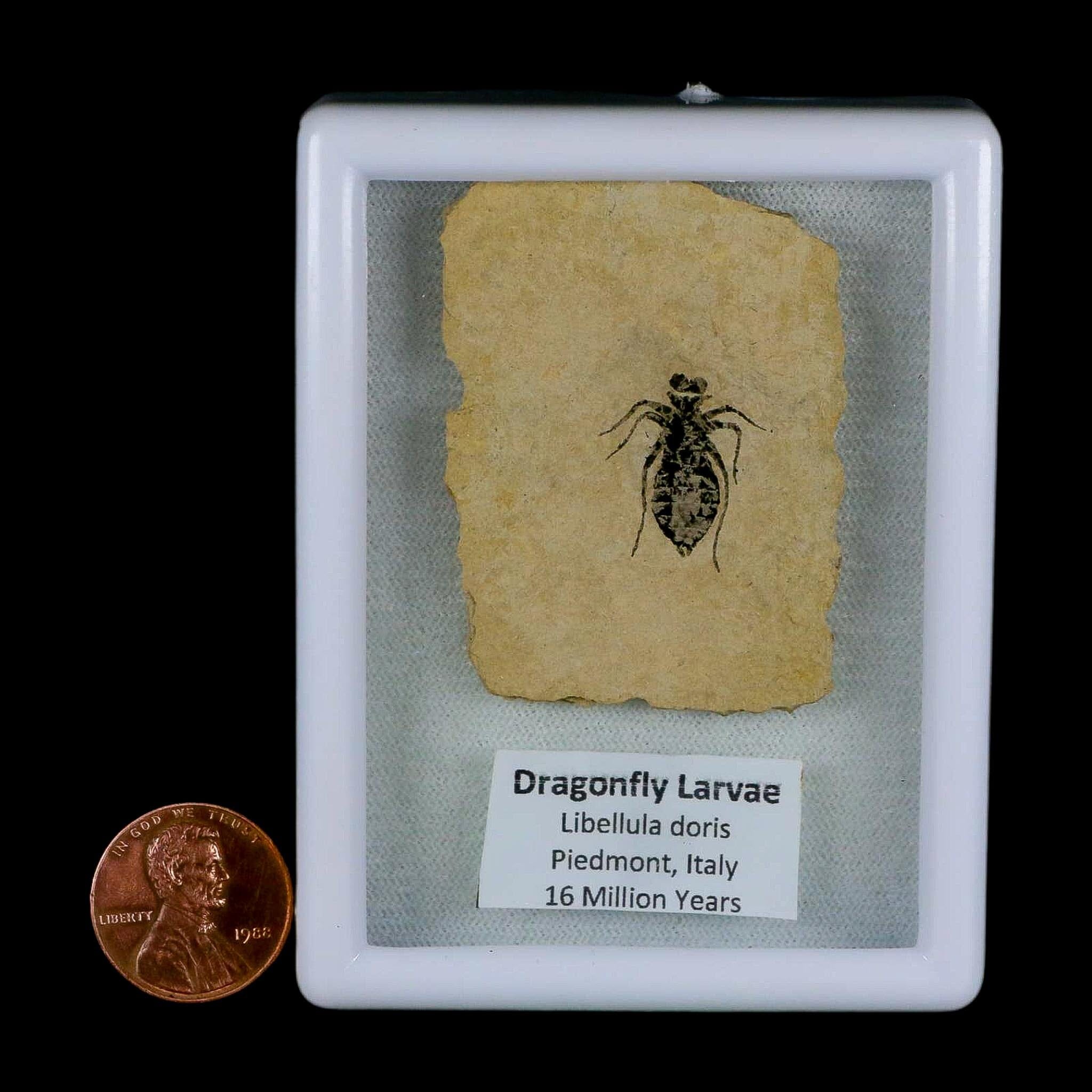 0.7" Dragonfly Larvae Fossil Libellula Doris Plate Upper Miocene Piedmont Italy Display - Fossil Age Minerals