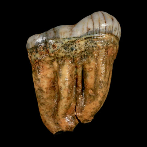 1.5" Extinct Cave Bear Ursus Spelaeus Pre-Molar Tooth Rooted Pleistocene Age COA