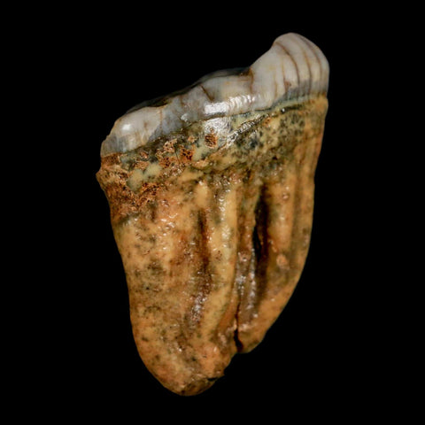 1.5" Extinct Cave Bear Ursus Spelaeus Pre-Molar Tooth Rooted Pleistocene Age COA