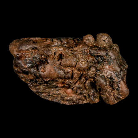 2.5" Pachycephalosaurus Fossil Skull Knobs Section Montana Cretaceous Dinosaur COA