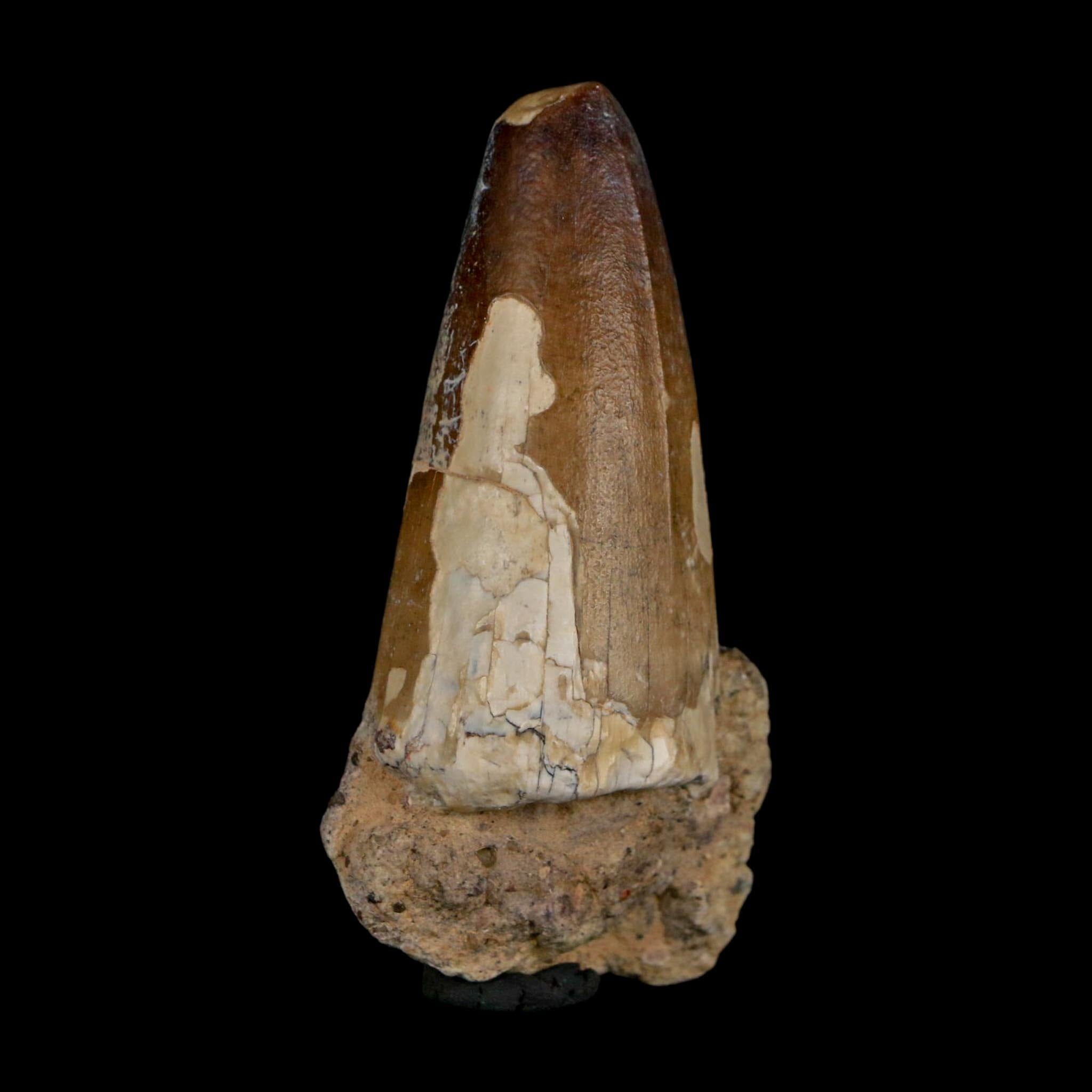 2.3" Sarcosuchus Imperator Crocodile Fossil Tooth Elrhaz FM Cretaceous Niger COA - Fossil Age Minerals