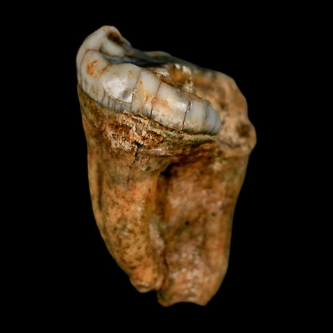 1.5" Extinct Cave Bear Ursus Spelaeus Pre-Molar Tooth Rooted Pleistocene Age COA