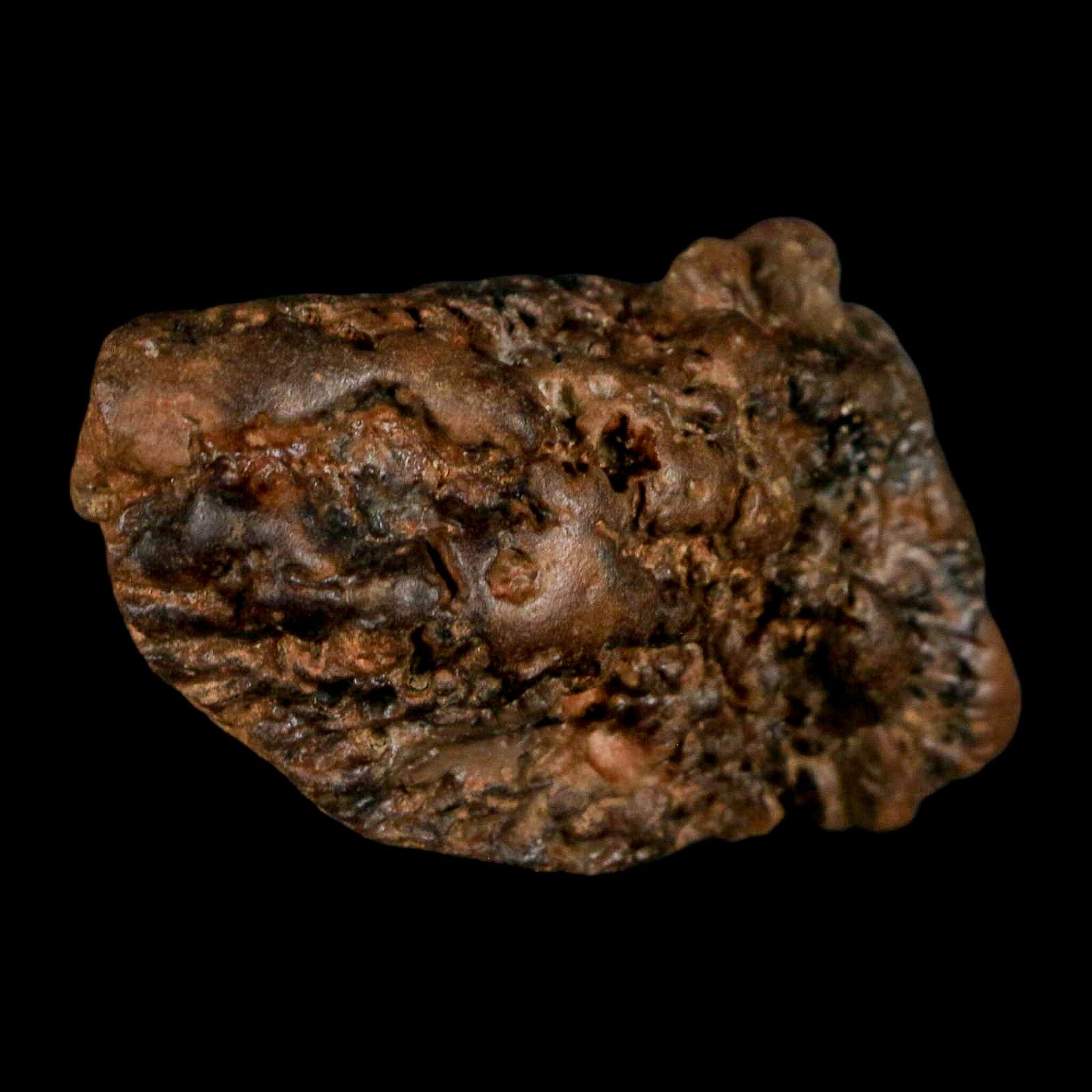 2.5" Pachycephalosaurus Fossil Skull Knobs Section Montana Cretaceous Dinosaur COA - Fossil Age Minerals