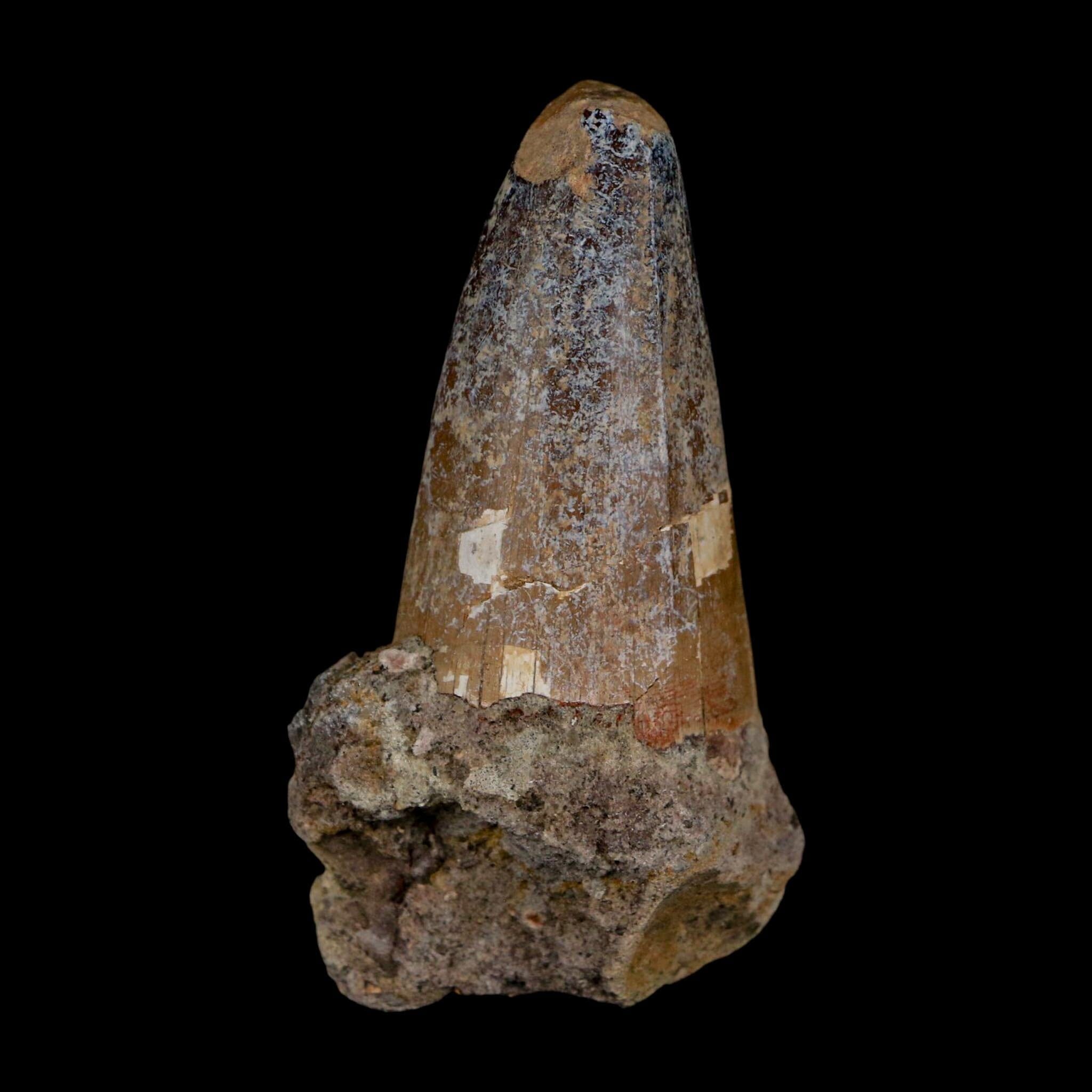2.3" Sarcosuchus Imperator Crocodile Fossil Tooth Elrhaz FM Cretaceous Niger COA - Fossil Age Minerals