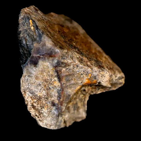 0.6" Triceratops Fossil Tooth Lance Creek FM Cretaceous Dinosaur WY COA Display - Fossil Age Minerals