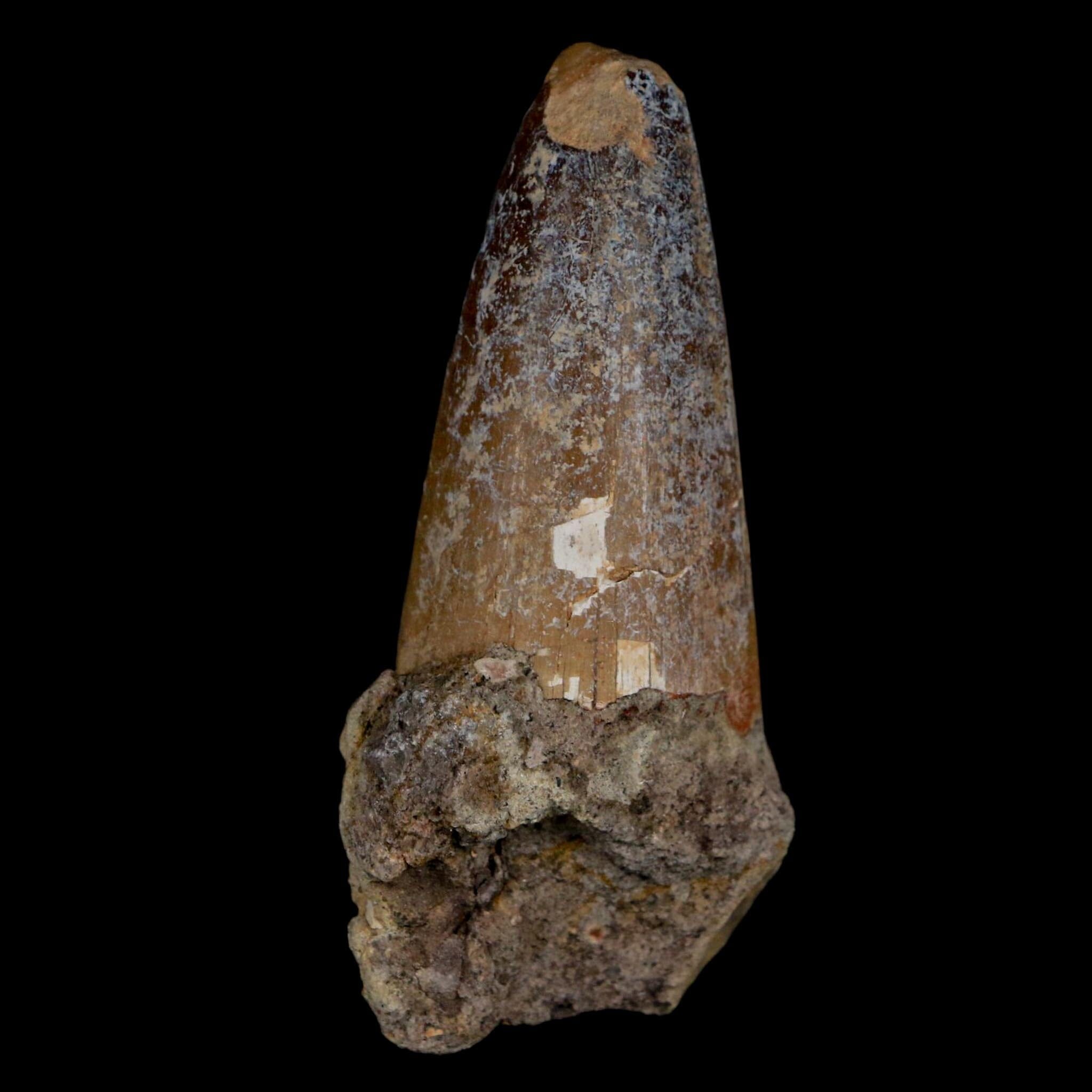 2.3" Sarcosuchus Imperator Crocodile Fossil Tooth Elrhaz FM Cretaceous Niger COA - Fossil Age Minerals