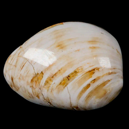 2.6" Clam Fossil Polished Jurassic Madagascar Bivalve Mollusk 150 Million Years Old