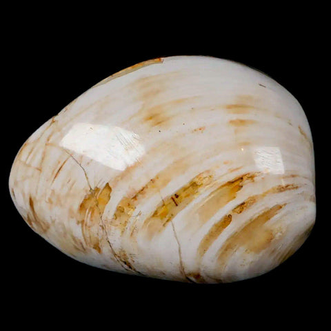 2.6" Clam Fossil Polished Jurassic Madagascar Bivalve Mollusk 150 Million Years Old - Fossil Age Minerals