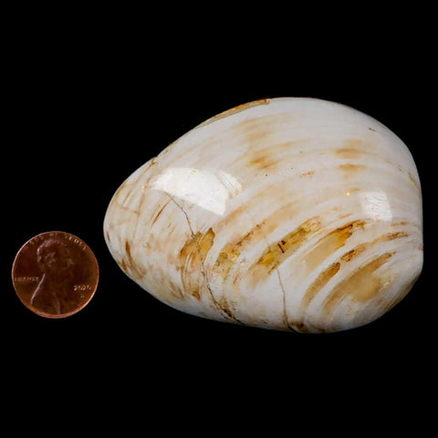 2.6" Clam Fossil Polished Jurassic Madagascar Bivalve Mollusk 150 Million Years Old - Fossil Age Minerals
