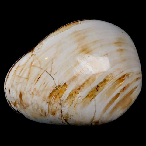2.6" Clam Fossil Polished Jurassic Madagascar Bivalve Mollusk 150 Million Years Old - Fossil Age Minerals