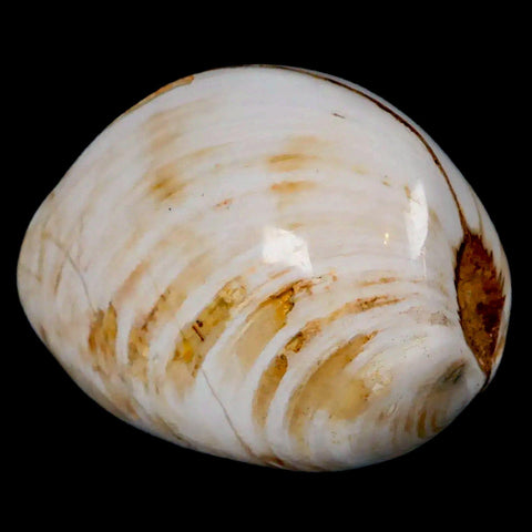2.6" Clam Fossil Polished Jurassic Madagascar Bivalve Mollusk 150 Million Years Old - Fossil Age Minerals