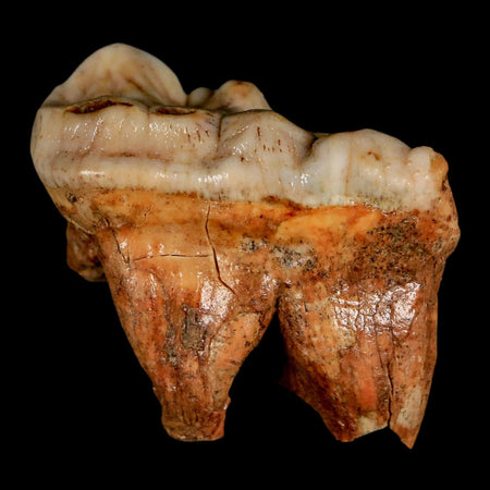 1.8" Extinct Cave Bear Ursus Spelaeus Molar Tooth Rooted Pleistocene Age COA