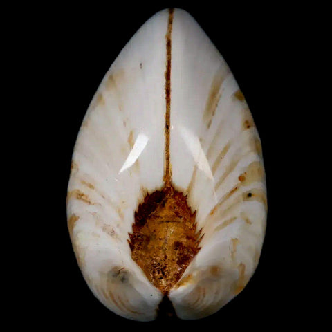 2.6" Clam Fossil Polished Jurassic Madagascar Bivalve Mollusk 150 Million Years Old - Fossil Age Minerals