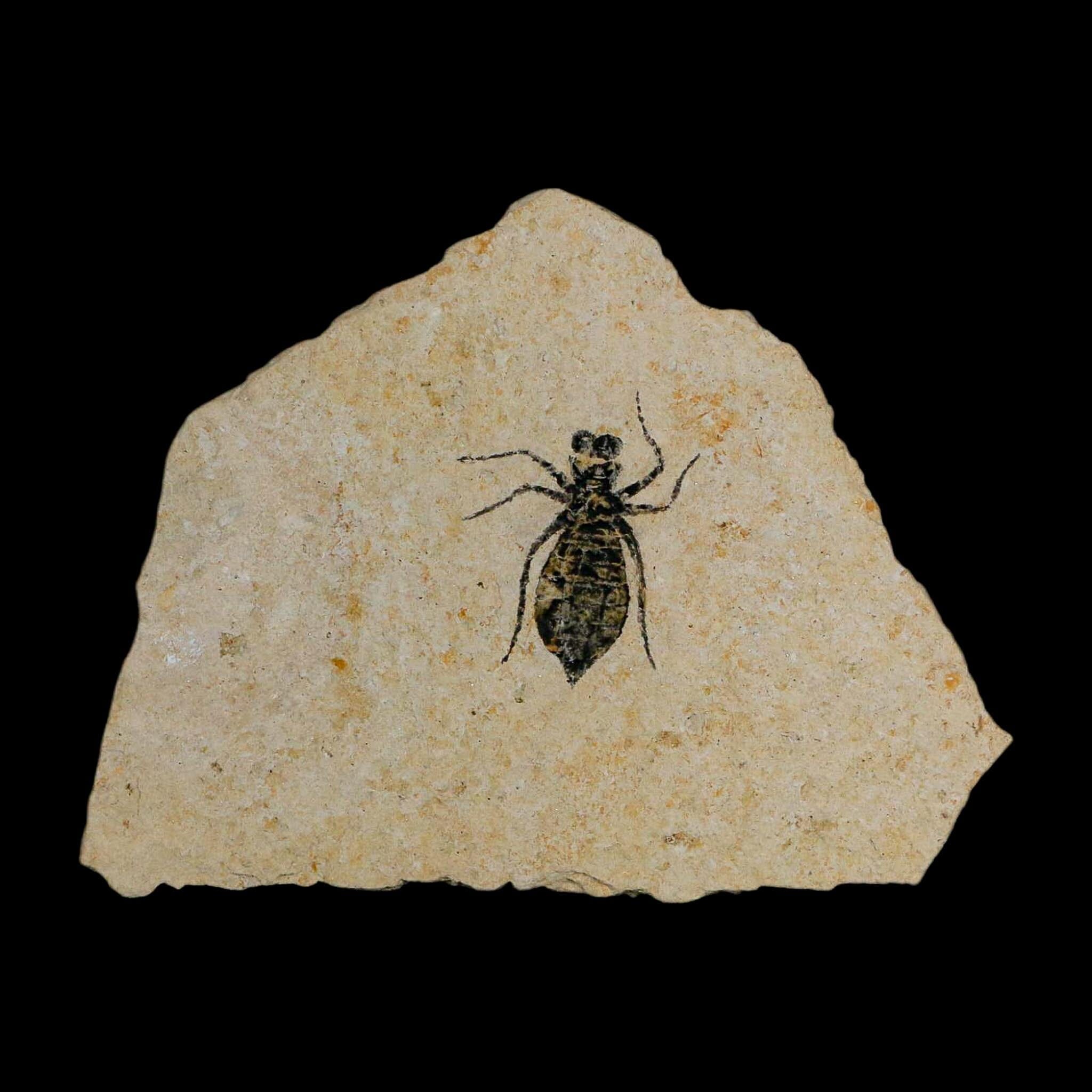 0.9" Dragonfly Larvae Fossil Libellula Doris Plate Upper Miocene Piedmont Italy Display - Fossil Age Minerals