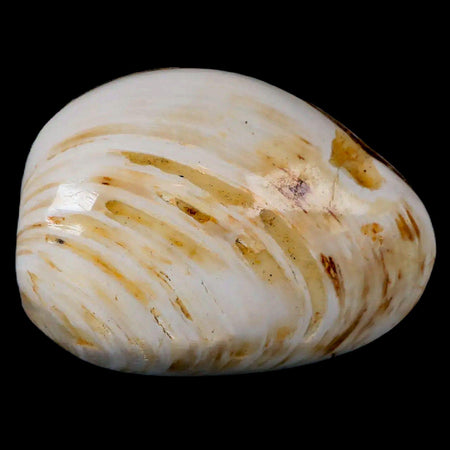 2.6" Clam Fossil Polished Jurassic Madagascar Bivalve Mollusk 150 Million Years Old