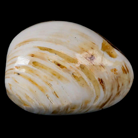 2.6" Clam Fossil Polished Jurassic Madagascar Bivalve Mollusk 150 Million Years Old - Fossil Age Minerals
