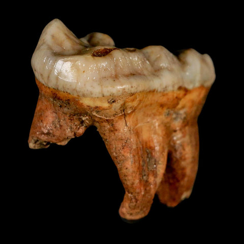 1.8" Extinct Cave Bear Ursus Spelaeus Molar Tooth Rooted Pleistocene Age COA