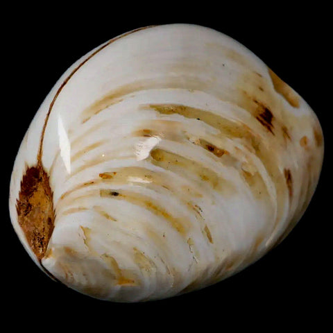 2.6" Clam Fossil Polished Jurassic Madagascar Bivalve Mollusk 150 Million Years Old - Fossil Age Minerals