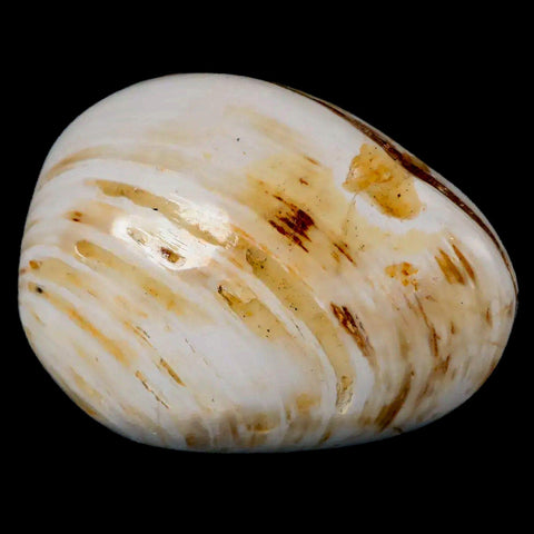 2.6" Clam Fossil Polished Jurassic Madagascar Bivalve Mollusk 150 Million Years Old - Fossil Age Minerals