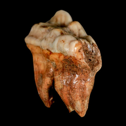 1.8" Extinct Cave Bear Ursus Spelaeus Molar Tooth Rooted Pleistocene Age COA