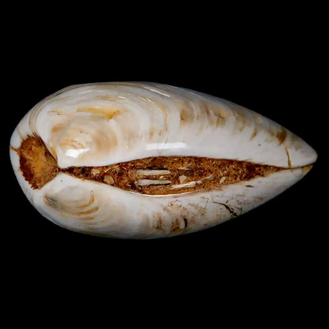 2.6" Clam Fossil Polished Jurassic Madagascar Bivalve Mollusk 150 Million Years Old - Fossil Age Minerals
