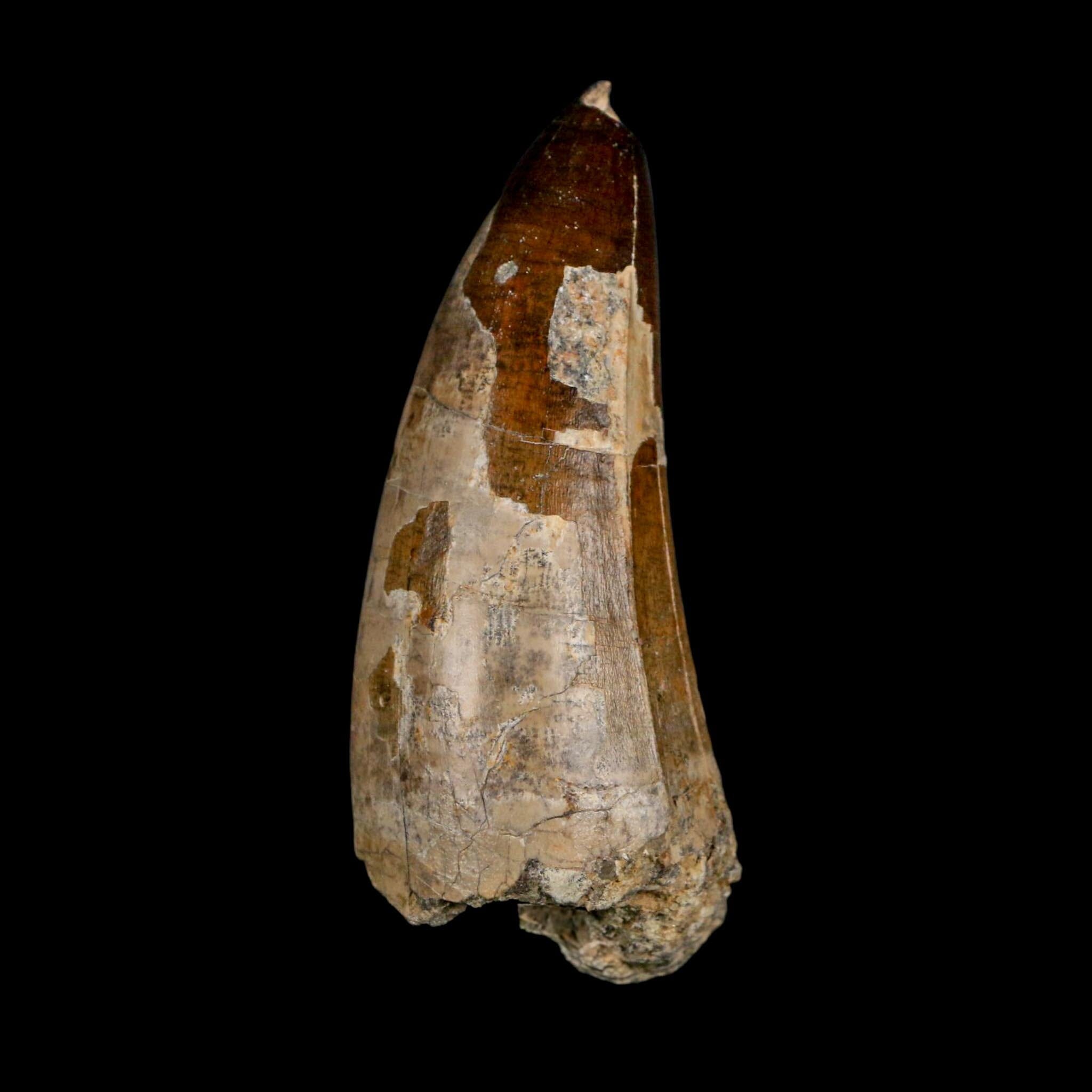 XL 2.8" Sarcosuchus Imperator Crocodile Fossil Tooth Elrhaz FM Cretaceous Niger COA - Fossil Age Minerals