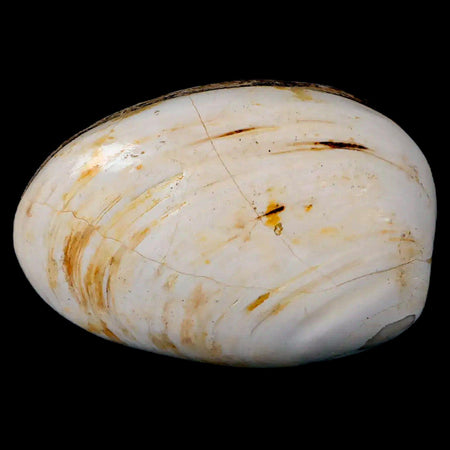 2.8" Clam Fossil Polished Jurassic Madagascar Bivalve Mollusk 150 Million Years Old