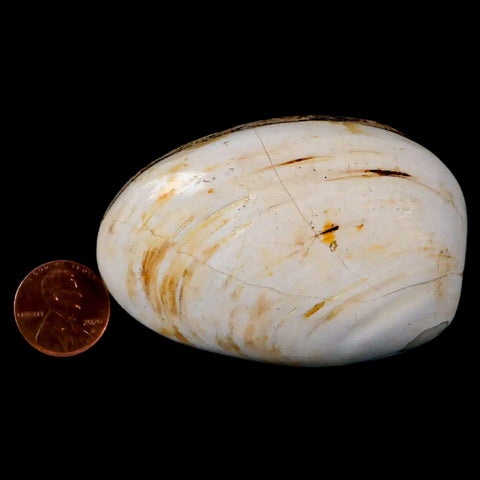 2.8" Clam Fossil Polished Jurassic Madagascar Bivalve Mollusk 150 Million Years Old - Fossil Age Minerals