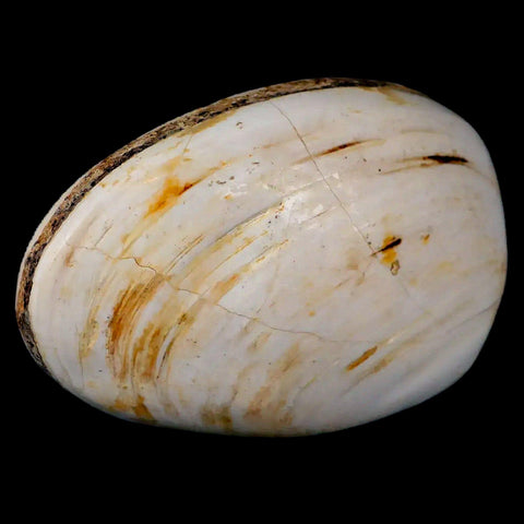 2.8" Clam Fossil Polished Jurassic Madagascar Bivalve Mollusk 150 Million Years Old - Fossil Age Minerals