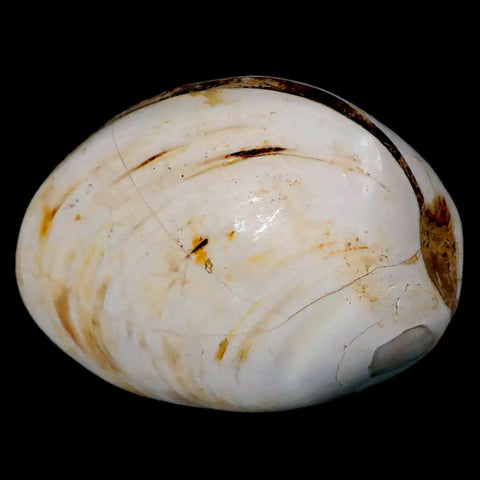 2.8" Clam Fossil Polished Jurassic Madagascar Bivalve Mollusk 150 Million Years Old - Fossil Age Minerals