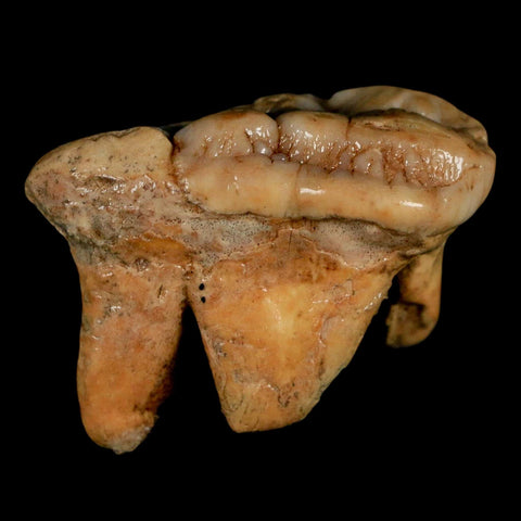 1.7" Extinct Cave Bear Ursus Spelaeus Molar Tooth Rooted Pleistocene Age COA