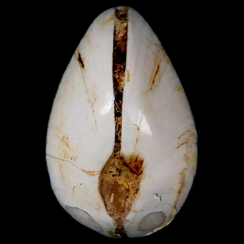 2.8" Clam Fossil Polished Jurassic Madagascar Bivalve Mollusk 150 Million Years Old - Fossil Age Minerals