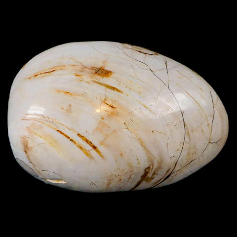 2.8" Clam Fossil Polished Jurassic Madagascar Bivalve Mollusk 150 Million Years Old - Fossil Age Minerals