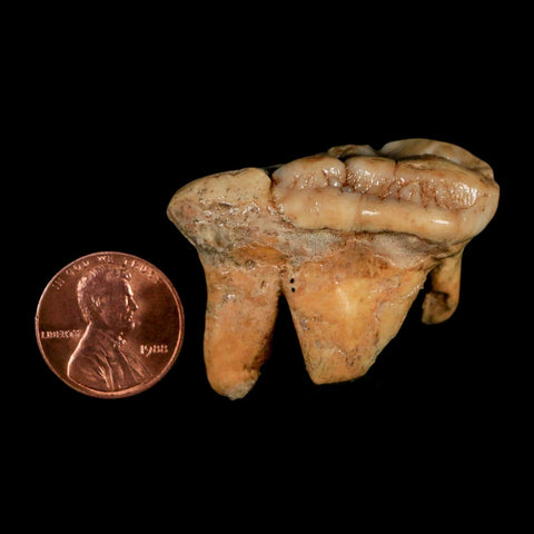 1.7" Extinct Cave Bear Ursus Spelaeus Molar Tooth Rooted Pleistocene Age COA