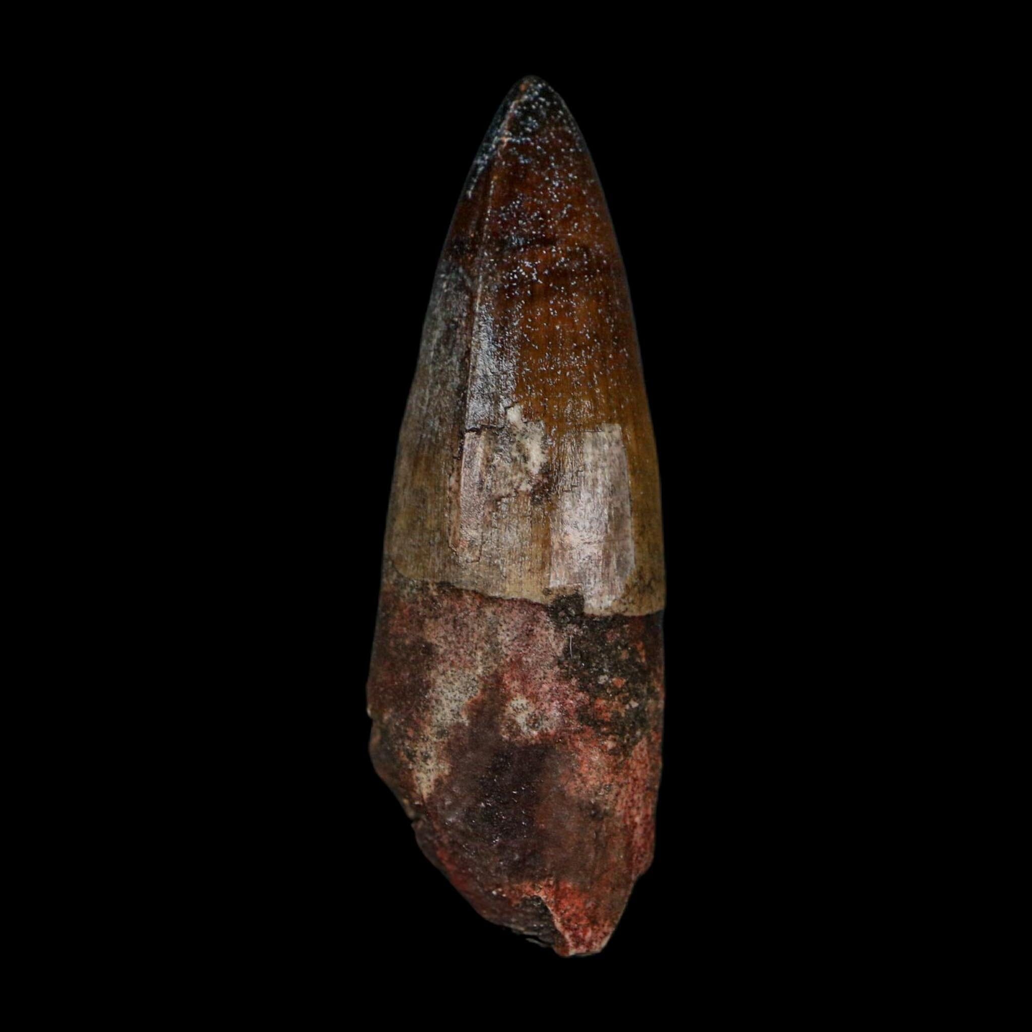 2.4" Sarcosuchus Imperator Crocodile Fossil Tooth Elrhaz FM Cretaceous Niger COA - Fossil Age Minerals