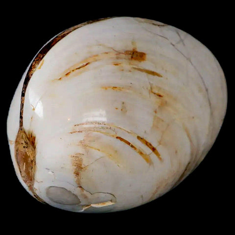 2.8" Clam Fossil Polished Jurassic Madagascar Bivalve Mollusk 150 Million Years Old - Fossil Age Minerals