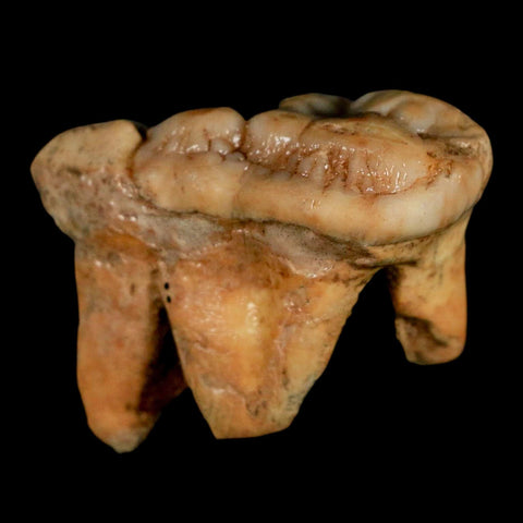 1.7" Extinct Cave Bear Ursus Spelaeus Molar Tooth Rooted Pleistocene Age COA