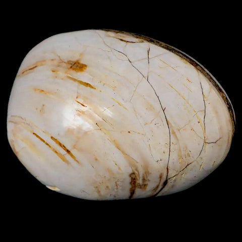 2.8" Clam Fossil Polished Jurassic Madagascar Bivalve Mollusk 150 Million Years Old - Fossil Age Minerals