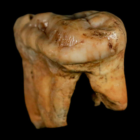 1.7" Extinct Cave Bear Ursus Spelaeus Molar Tooth Rooted Pleistocene Age COA