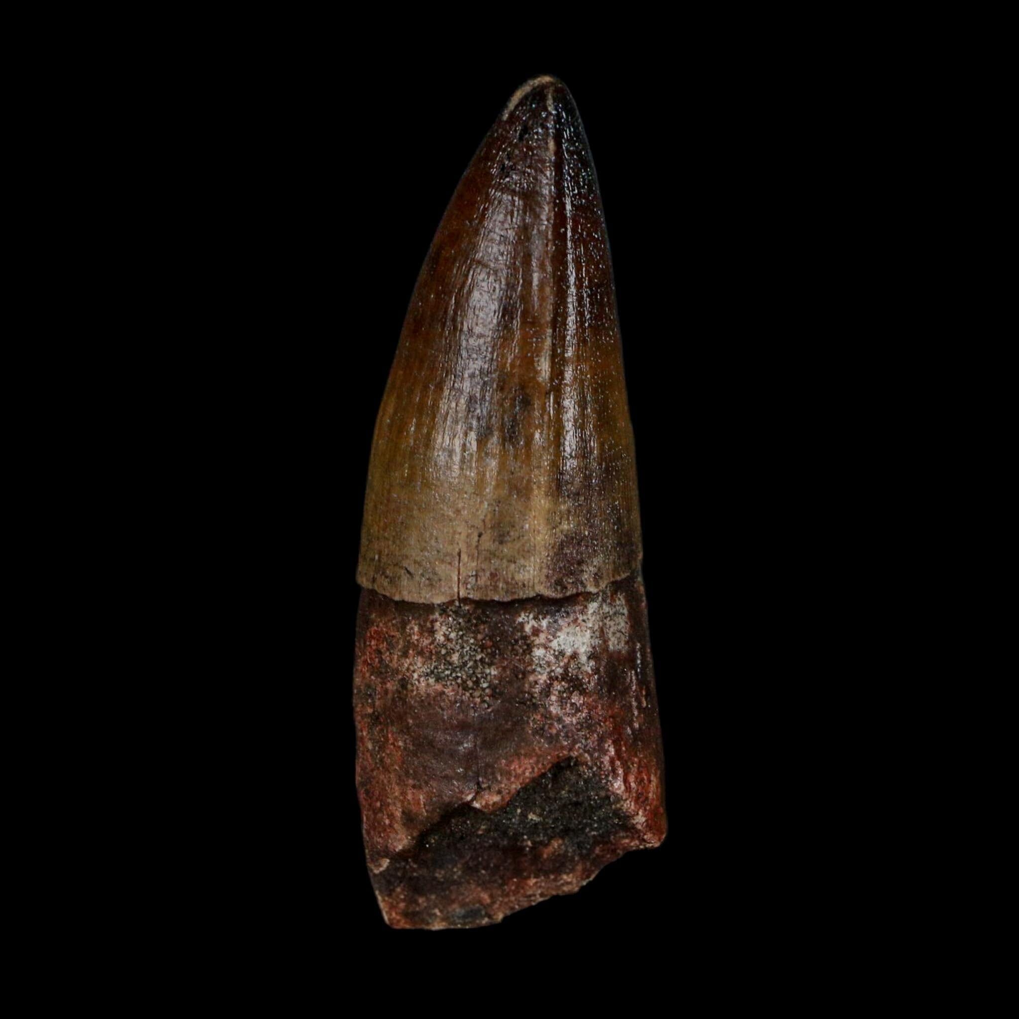 2.4" Sarcosuchus Imperator Crocodile Fossil Tooth Elrhaz FM Cretaceous Niger COA - Fossil Age Minerals