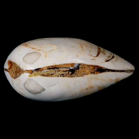 2.8" Clam Fossil Polished Jurassic Madagascar Bivalve Mollusk 150 Million Years Old - Fossil Age Minerals