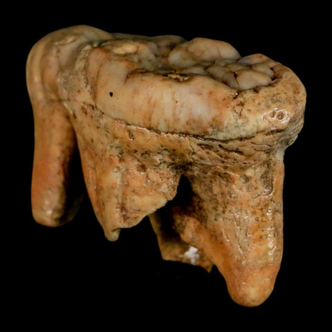 1.7" Extinct Cave Bear Ursus Spelaeus Molar Tooth Rooted Pleistocene Age COA